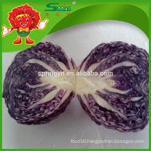 Round purple cabbage fresh cabbage export